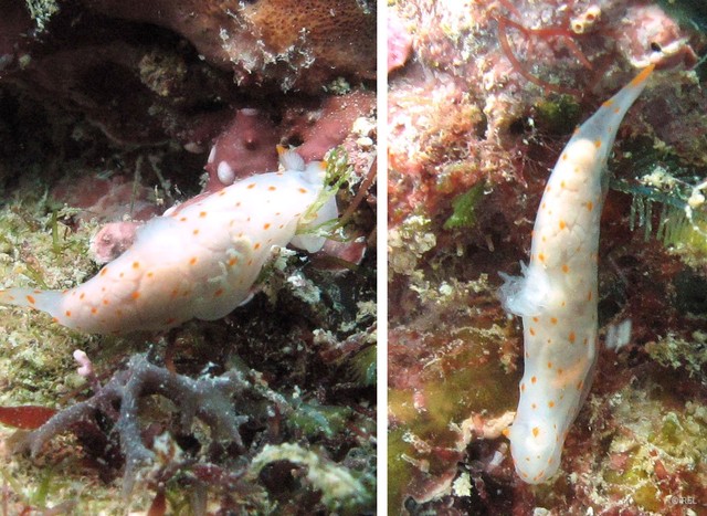 Gymnodoris sp. "IP0325"•&copy; REL•All Rights Reserved