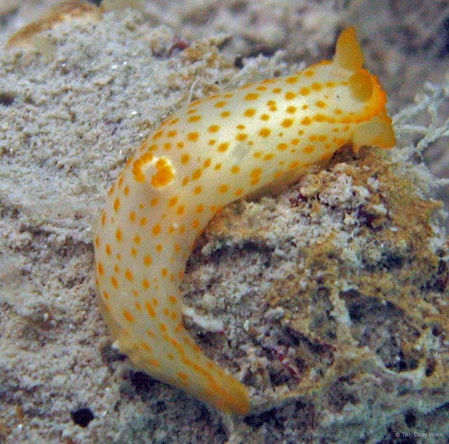 Gymnodoris alba•&copy; Toh Chay Hoon•All Rights Reserved