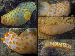 Gymnodoris impudica•&copy; Toh Chay Hoon•All Rights Reserved