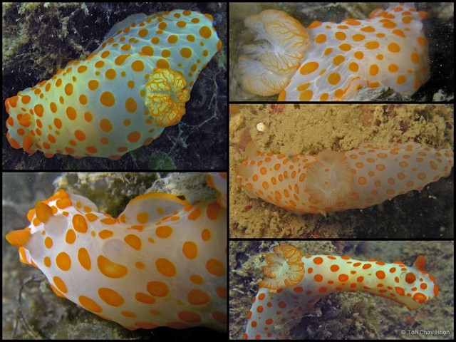 Gymnodoris impudica•&copy; Toh Chay Hoon•All Rights Reserved