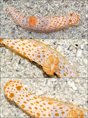Gymnodoris impudica•&copy; Rene Ong•All Rights Reserved