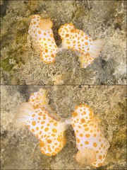 Gymnodoris impudica•&copy; Rene Ong•All Rights Reserved