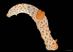 Gymnodoris impudica•&copy; Rene Ong•All Rights Reserved