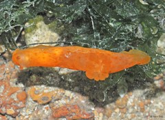 Gymnodoris inornata•&copy; Rene Ong•All Rights Reserved