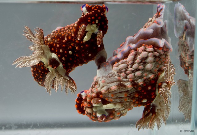 Nembrotha livingstonei•&copy; Rene Ong•All Rights Reserved