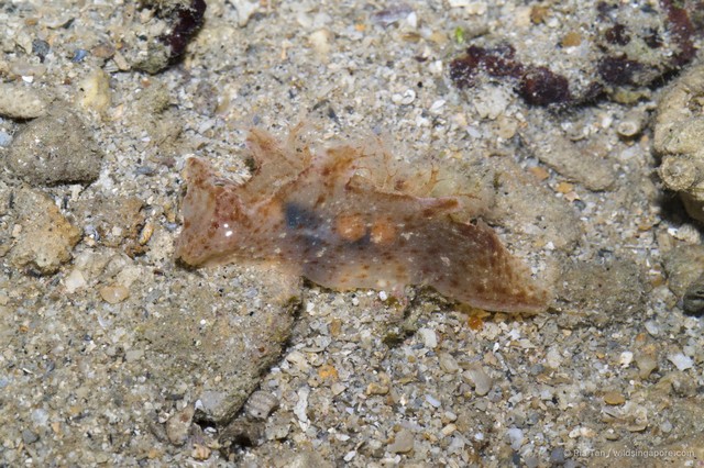 Notobryon sp. "c8f77205"•&copy; Ria Tan•All Rights Reserved