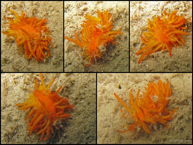 Phestilla melanobrachia•&copy; Toh Chay Hoon•All Rights Reserved