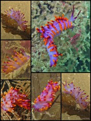 Phestilla sibogae•&copy; Toh Chay Hoon•All Rights Reserved