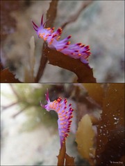 Phestilla sibogae•&copy; Rene Ong•All Rights Reserved