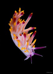 Phestilla sibogae•&copy; Rene Ong•All Rights Reserved