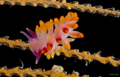 Phestilla sibogae•&copy; Rene Ong•All Rights Reserved