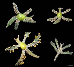 Lobiger viridis•&copy; Rene Ong•All Rights Reserved
