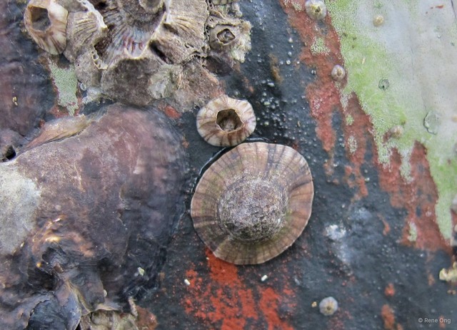 Patellidae sp. "Limpet 13"•&copy; Rene Ong•All Rights Reserved