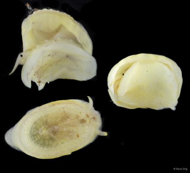 Patellidae sp. "Limpet 4"•&copy; Rene Ong•All Rights Reserved