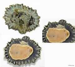 Patellidae sp. "Limpet A"