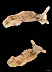 Elysia sp. "2"