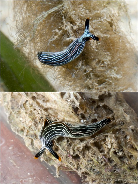 Thuridilla sp. "c8f7722f"•&copy; Ria Tan•All Rights Reserved