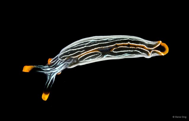 Thuridilla sp. "SUB-0908"•&copy; Rene Ong•All Rights Reserved