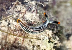 Thuridilla gracilis•&copy; Rene Ong•All Rights Reserved