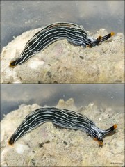 Thuridilla gracilis•&copy; Rene Ong•All Rights Reserved