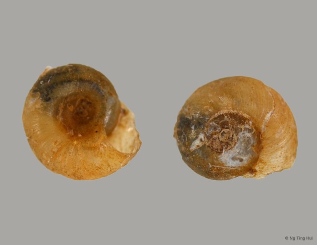 Gyraulus convexiusculus•&copy; Ng Ting Hui•All Rights Reserved