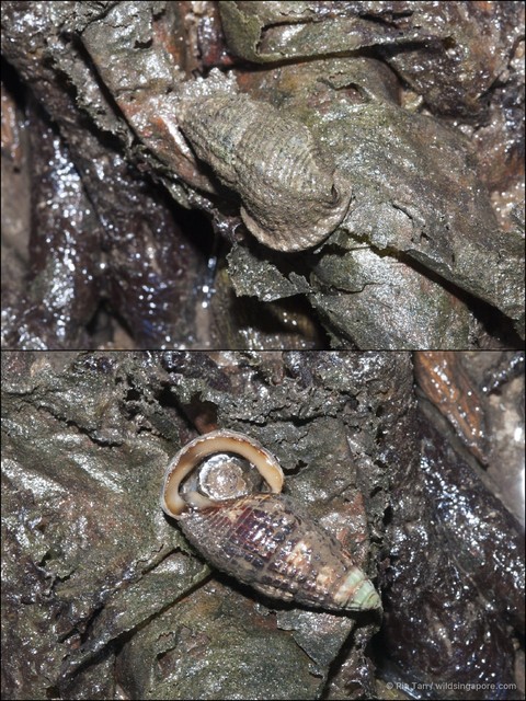 Terebralia sulcata•&copy; Ria Tan•All Rights Reserved
