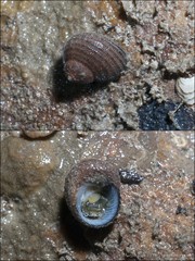 Euchelus atratus•&copy; Ria Tan•All Rights Reserved