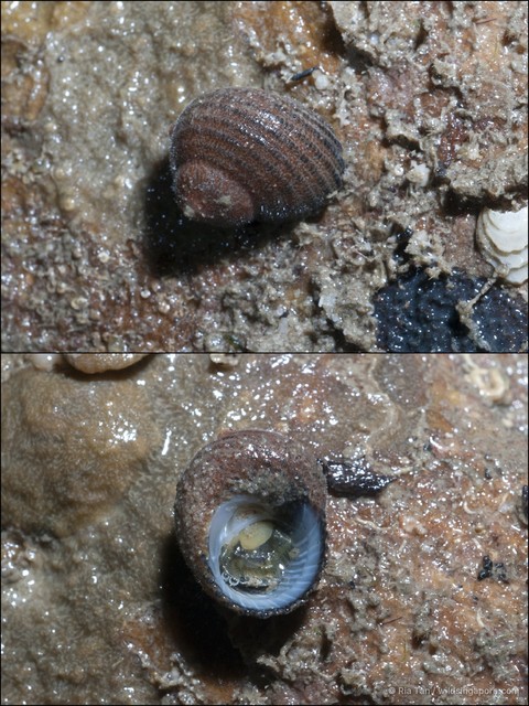 Euchelus atratus•&copy; Ria Tan•All Rights Reserved
