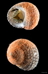 Euchelus atratus•&copy; Rene Ong•All Rights Reserved