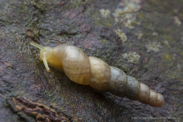 Subulina octona•&copy; Marcus Ng Fu Chuan•CC BY-NC-ND 4.0