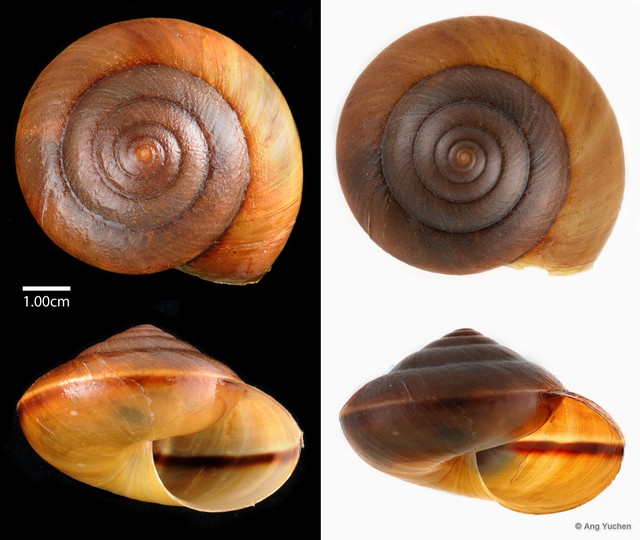 Hemiplecta humphreysiana•&copy; Ang Yuchen•All Rights Reserved