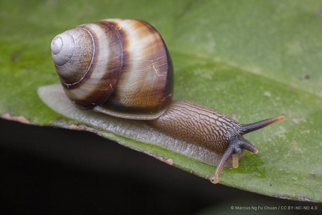 Amphidromus inversus•&copy; Marcus Ng Fu Chuan•CC BY-NC-ND 4.0