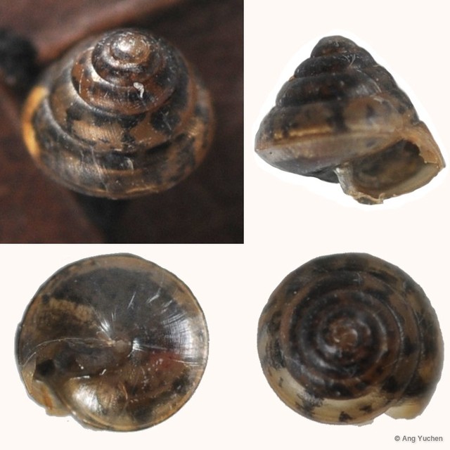 Coneuplecta microconus•&copy; Ang Yuchen•All Rights Reserved