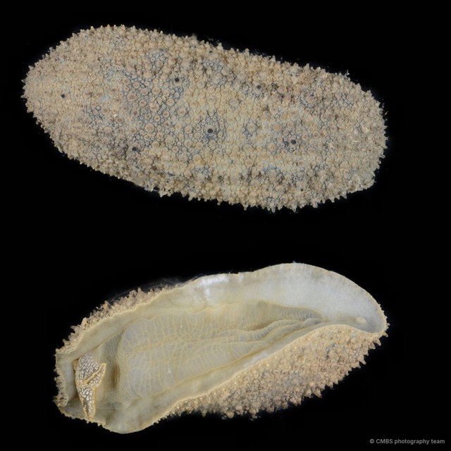 Onchidiidae sp. "3"•&copy; CMBS photography team•All Rights Reserved