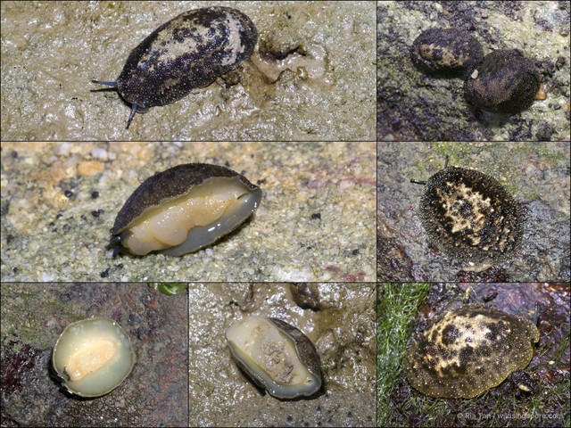 Marmaronchis vaigiensis•&copy; Ria Tan•All Rights Reserved