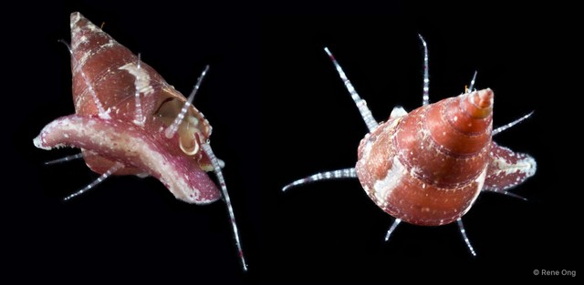 Calliostoma sp. "d4975b9a"•&copy; Rene Ong•All Rights Reserved