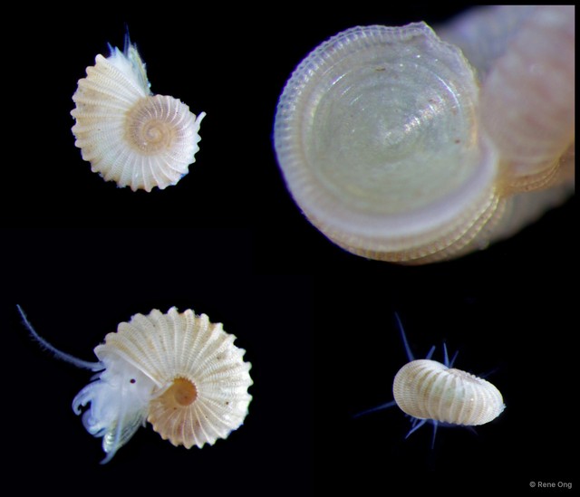 Munditiella ammonoceras•&copy; Rene Ong•All Rights Reserved