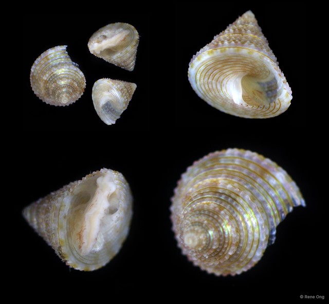 Trochidae sp. "1"•&copy; Rene Ong•All Rights Reserved