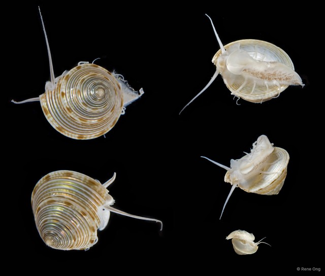 Trochidae sp. "Jewel snail"•&copy; Rene Ong•All Rights Reserved
