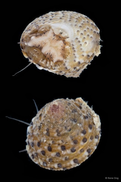 Clanculus margaritarius•&copy; Rene Ong•All Rights Reserved