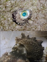 Astralium calcar•&copy; Ria Tan•All Rights Reserved