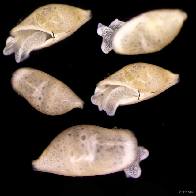 Volvatella sp. "JS-0125"•&copy; Rene Ong•All Rights Reserved