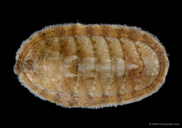 Polyplacophora sp. "18"•&copy; CMBS photography team•All Rights Reserved