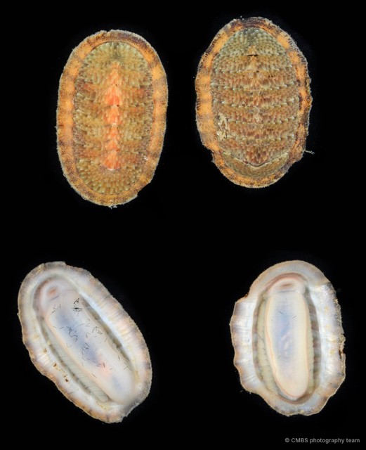 Ischnochiton sp. "1"•&copy; CMBS photography team•All Rights Reserved