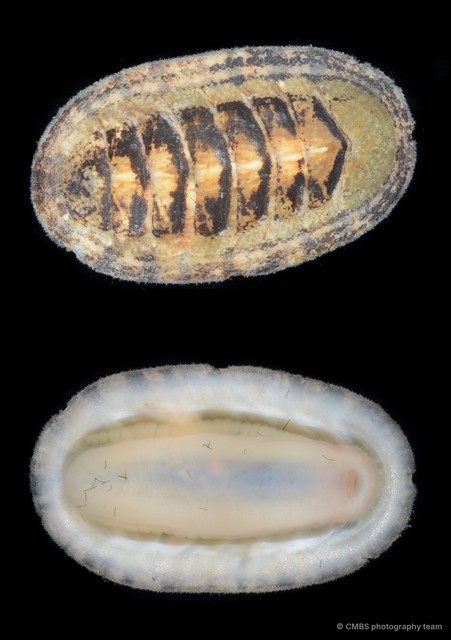 Ischnochiton sp. "2"•&copy; CMBS photography team•All Rights Reserved