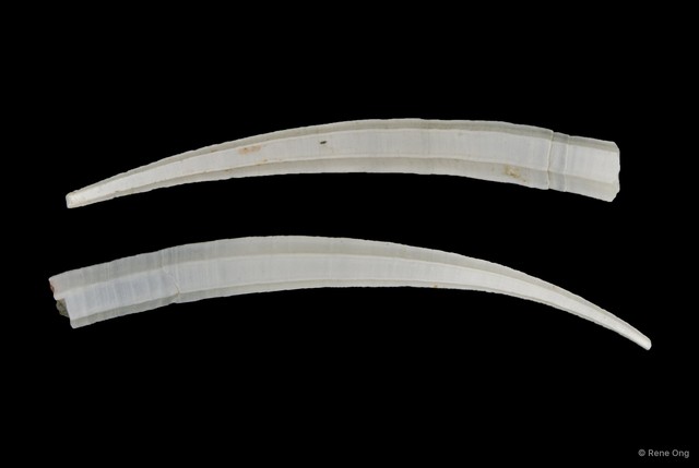 Scaphopoda sp. "Scaphopod 1"•&copy; Rene Ong•All Rights Reserved