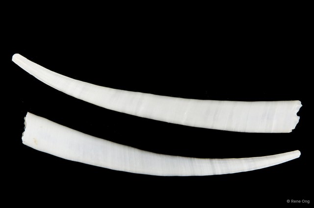 Scaphopoda sp. "Scaphopod 3"•&copy; Rene Ong•All Rights Reserved