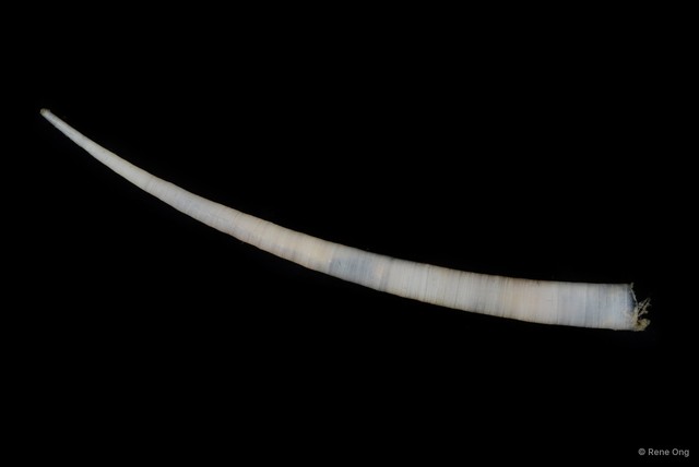 Scaphopoda sp. "Scaphopod 6"•&copy; Rene Ong•All Rights Reserved