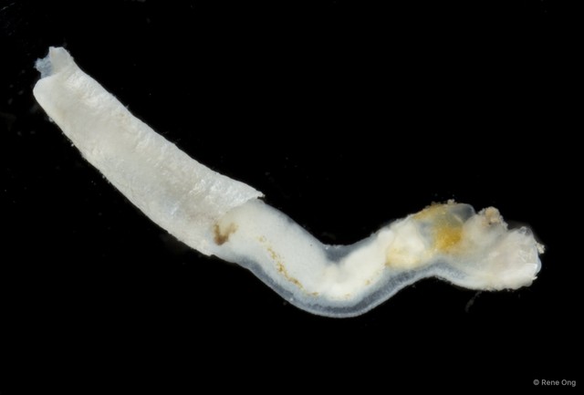 Scaphopoda sp. "Scaphopod 9"•&copy; Rene Ong•All Rights Reserved
