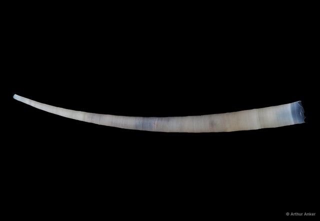 Dentalium sp. "7c1bfc1c"•&copy; Arthur Anker•All Rights Reserved